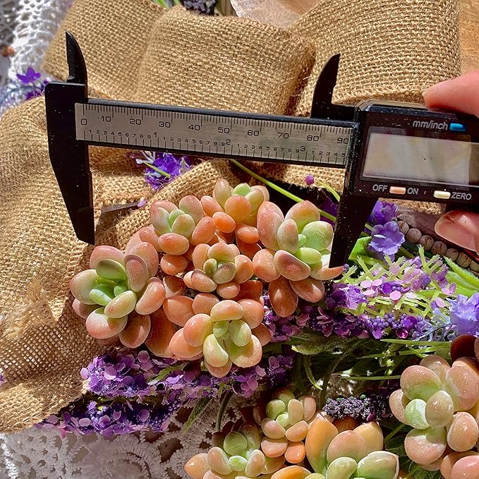 Graptosedum Miul Succulent Plants Live – Rare Hybrid Succulent, Easy Care Indoor Outdoor Plant for Home, Garden, Terrarium & Gift