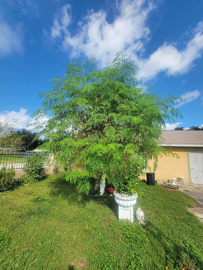 Moringa Tree Live Moringa Plant with Moringa Seeds, Non GMO, Organically Grown Moringa Tree Seedling with Moringa Seeds, Live Moringa Plant