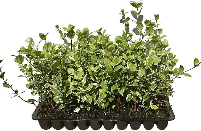 Confederate Jasmine Variegated - 10 Live Plants - Trachelospermum Jasminoides Variegatum - Fragrant Blooming Evergreen Vine