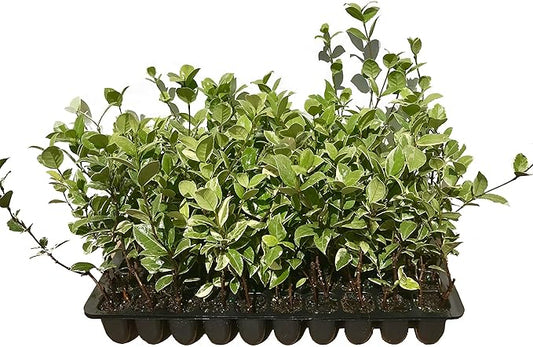Confederate Jasmine Variegated - 3 Live Plants - Trachelospermum Jasminoides Variegatum - Fragrant Blooming Evergreen Vine