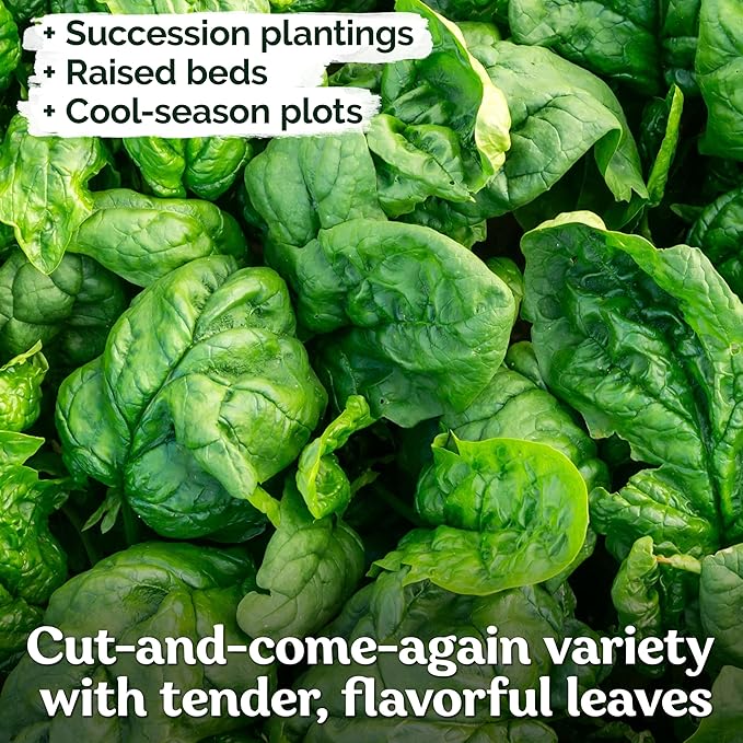 KVITER 400 Bloomsdale Spinach Seeds (Spinacia oleracea) — Non-GMO & Heirloom, Heat Tolerant, Cut and Come Again — Spinach Organic Vegetable Seeds for Planting in Outdoor & Indoor Garden, Containers