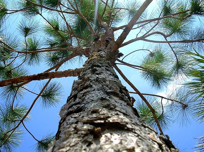 Slash Pine Tree | 1 Large Gallon Size Pot | Pinus elliottii | Fast-Growing Evergreen | Landscape Shade Plants