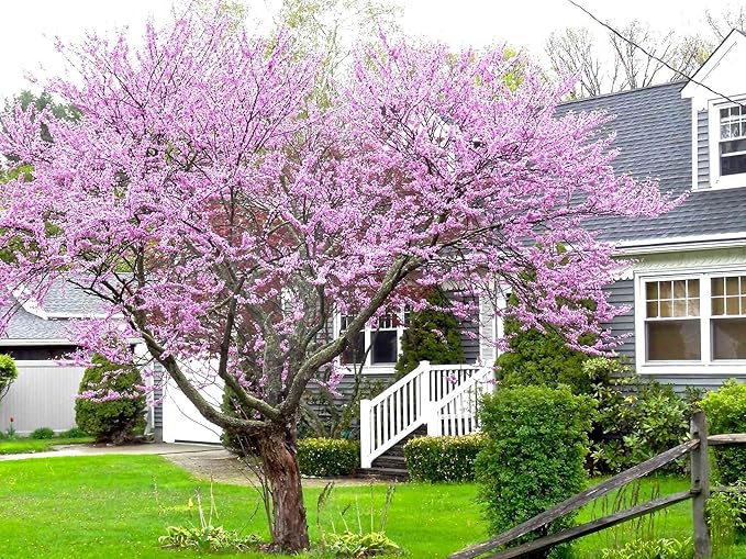 TriStar Plants - Eastern Redbud Tree, 1 Gallon Pot -
