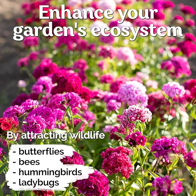 KVITER 5000 Mix Sweet William Seeds for Planting (Dianthus barbatus) – Organic & Heirloom Seed, Clove-Scented Blooms, Drought Tolerant – Perennial Flower Seeds to Plant Outside & Inside