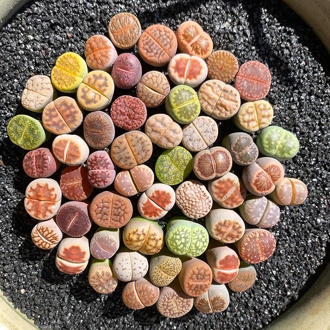Lithops Random Mix Rare Live Succulent Plants, 30/50/100 Pcs Succulent Live Plant, Bare Root Without Pot Soil, Garden Indoor Office, Friend Plant Lovers Gifts (Normal 50pcs)