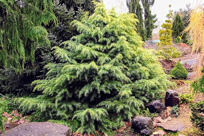 Expertly Formulated Himalayan Cedar Potting Soil Mix by Gardenera - Optimal Nutrient-Rich Blend for Thriving and Healthy Cedar Trees - 5 QUARTS