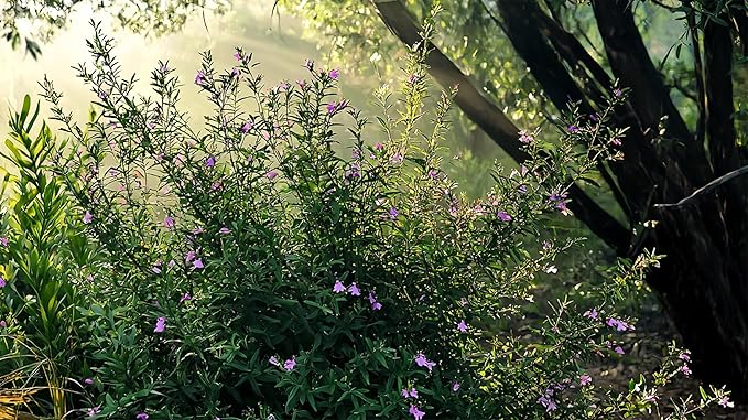 Mexican Heather Purple | 10 Live Plants | Cuphea Hyssopifolia | Drought Tolerant, Evergreen Shrub, Low Maintenance, Flowering Blooms, Full Sun, Ground Cover, Year Round Interest, Outdoor Garden