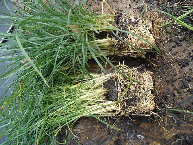 New and Healthy Standard MONDO GRASS -- 100 bare-root starts -- Border Plant -- Groundcover