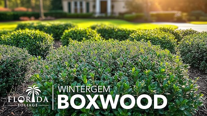 Winter Gem Boxwood | 20 Live Plants | Buxus microphylla Japonica ‘Winter Gem’ | Compact Evergreen Shrubs | Formal Garden Plants for Borders