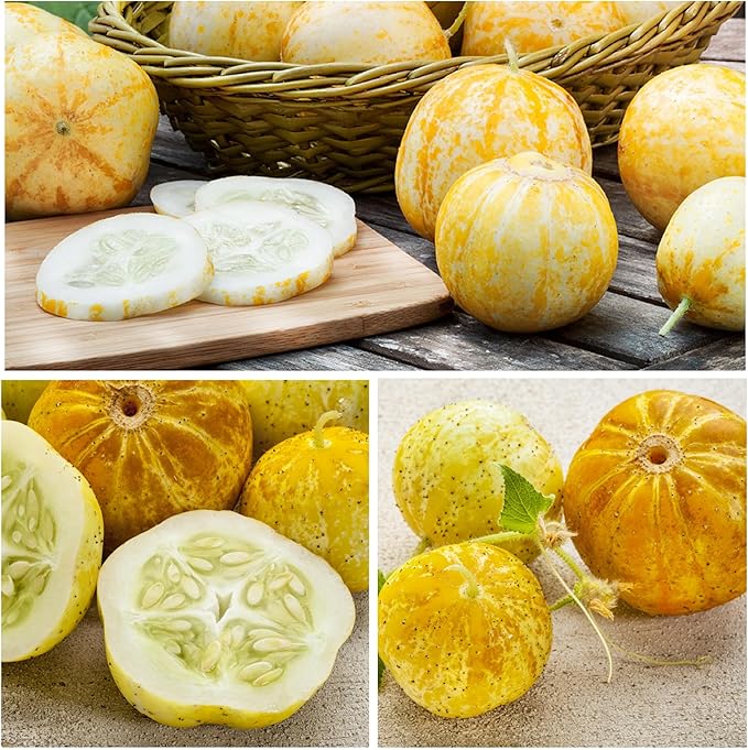 Seed Needs Cucumber Seeds for Planting Lemon Cucumbers - Heirloom Non-GMO & Untreated Vegetable Seeds to Grow an Outdoor Home Grown Veggie Garden (1 Pack)