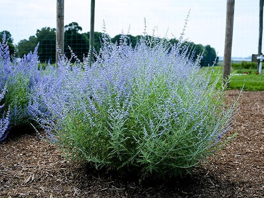 Greenwood Nursery: Live Perennial Plants - Russian Sage 'Little Lace' + Perovskia Atriplicifolia - [Qty: 5X Pint Pots] - (Click for Other Available Plants/Quantities)