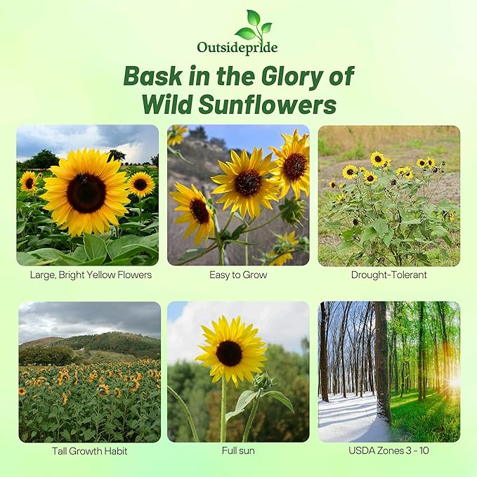 Outsidepride Wild Sunflower Seeds for Planting - 1 lb. Annual, Easy to Grow Flower Seeds w/Vibrant, Abundant Blooms for Cut Flower Arrangements & Pollinator & Vegetable Gardens