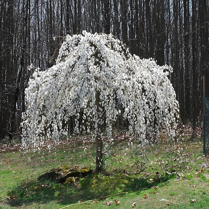 Weeping Yoshino Cherry Tree Live Plant – Flowering Ornamental Tree with Graceful Weeping Branches, Beautiful Cherry Blossom Tree for Garden & Landscape, Hardy Live Yoshino Weeping Cherry Tree