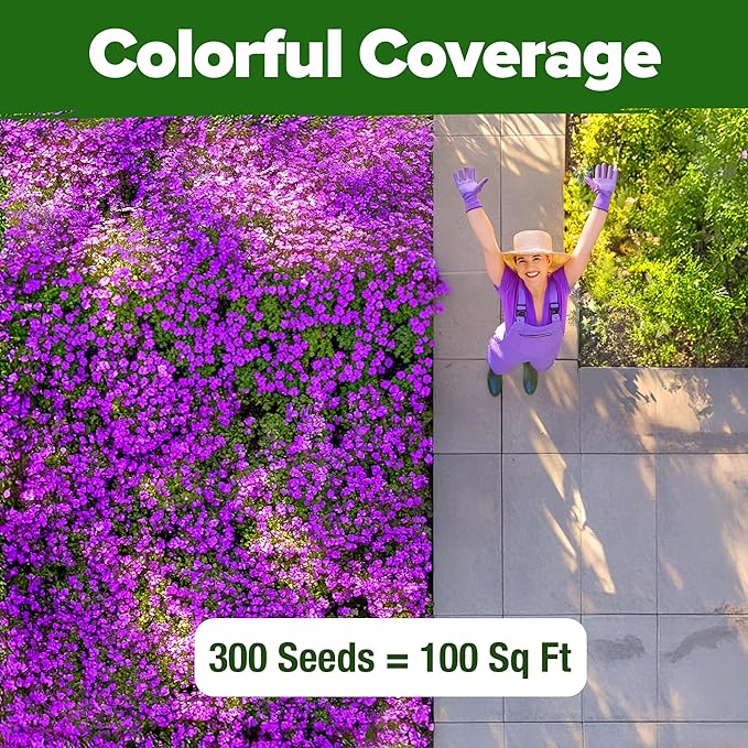HOME GROWN Aubrieta Rock Cress Purple, Flowering Ground Cover Seed Pack, Perennial Cress Seeds for Planting Outdoor Lawn Gardens 300 Aubrieta deltoidea Flower Seeds