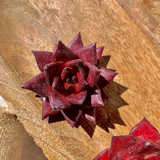 Succulent Plants Live Echeveria Agavoides v. Romeo Rubin – Easy Care Bare Root Succulents for Indoor Outdoor Decor, Mini Live Plants for Home, Garden, Office, & Gift Ideas