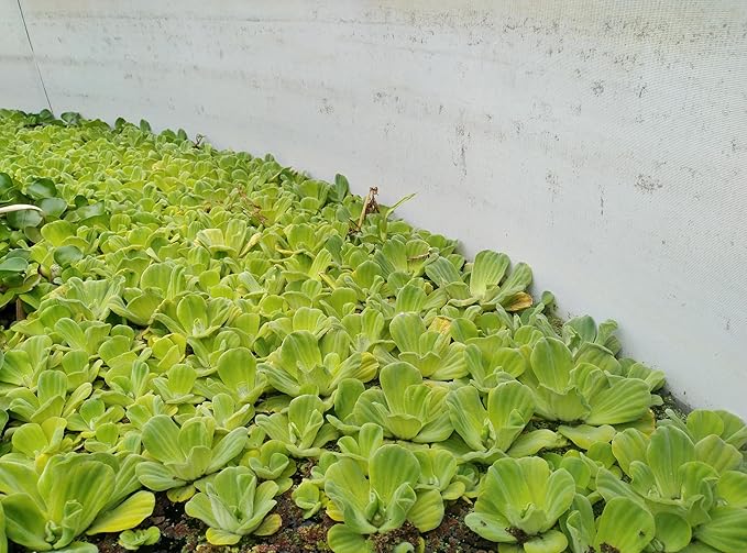 16 Live Water Lettuces, Floating Aquatic Plants for Ponds and Water Gardens (4)