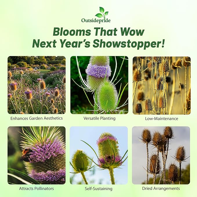 Outsidepride Teasel Seeds - 1000 Pcs. Biennal, Low Maintenance & Drought Tolerant, Flower Seeds for Planting Tall, Comb-Like Lilac Blooms for Cut Flower Arrangements & Pollinator Gardens