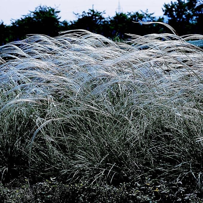 Outsidepride Early Hybrids Miscanthus Sinensis Seeds - 500 Pcs. Perennial, Drought & Heat Tolerant, Chinese Silver Ornamental Grass, Tall Growth, Low Maintenance for Landscaping & Privacy Screens