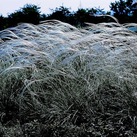 Outsidepride Early Hybrids Miscanthus Sinensis Seeds - 500 Pcs. Perennial, Drought & Heat Tolerant, Chinese Silver Ornamental Grass, Tall Growth, Low Maintenance for Landscaping & Privacy Screens