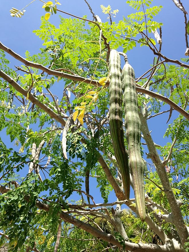 Moringa Tree Seedling Live Moringa Plant with Moringa Seeds Malunggay Sahijan Drumstick Tree Moringa Oleifera