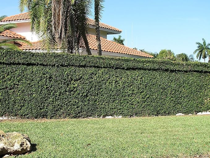 Creeping Fig Plant Ficus Pumila Climbing Vine - 30 Live Fully Rooted Plants