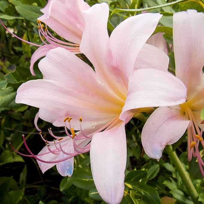 Easy to Grow Lycoris Pink 'Spider Lily' Plant Bulb (1 Pack) - Light Pink Flowering Blooms in Summer to Fall Gardens