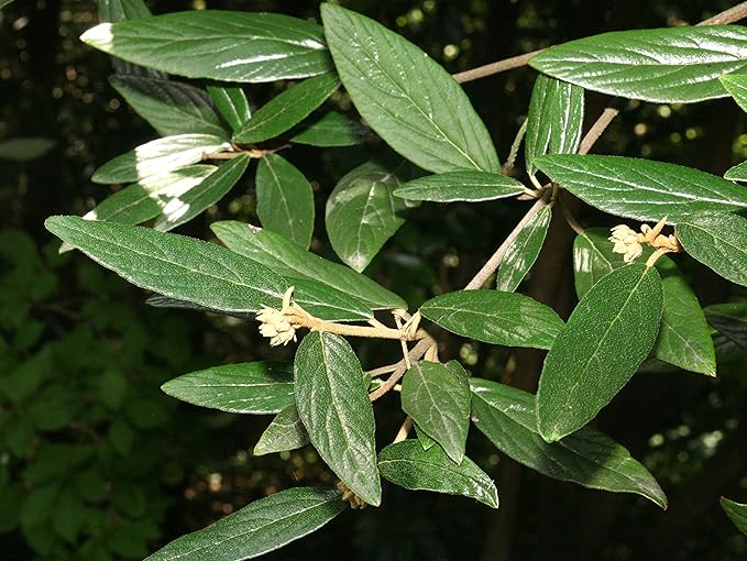 Pragense Viburnum - Live Plant Shipped 2 to 3 Feet Tall by DAS Farms (No California)