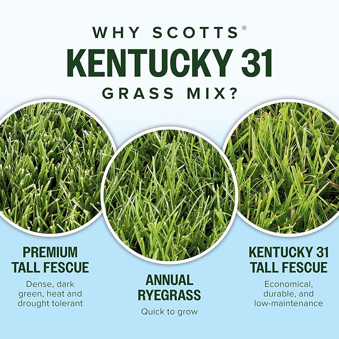 Scotts Kentucky 31 Grass Seed Mix for New Lawns or Overseeding, Grows Thicker and Greener vs. Other Kentucky 31 Mixes, Covers up to 10,000 sq. ft.