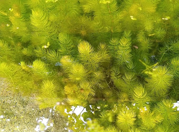 Live Hornwort Aquarium Plants, 4 Bunches with 3 Stems Each, 6-8 Inch Length, Freshwater Submerged Plants for Fish Ponds