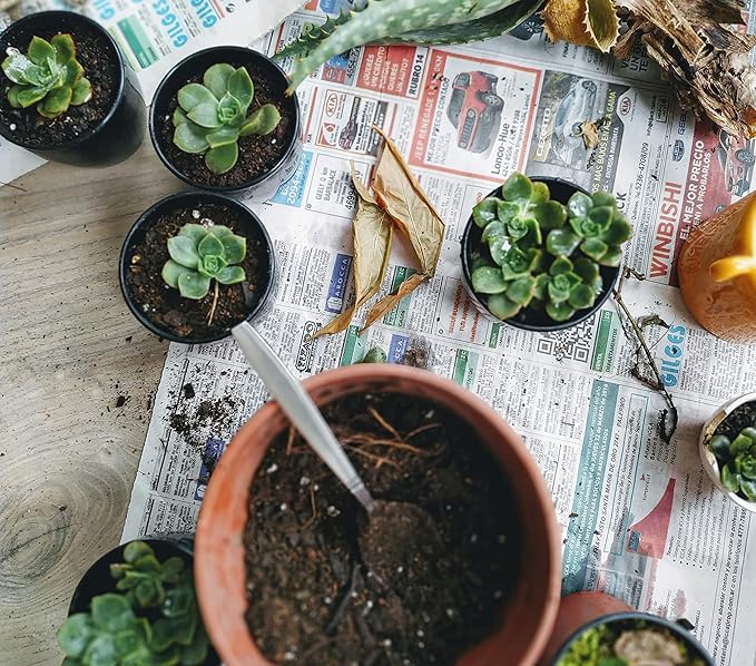 Shop Succulents Rosette Succulent Plant Pack Collection - Live Mini Succulent Plants, Low Maintenance, Floral Shaped Mix of Colors & Textures - Wedding and Party Favors, Gift & Garden, Pack of 5