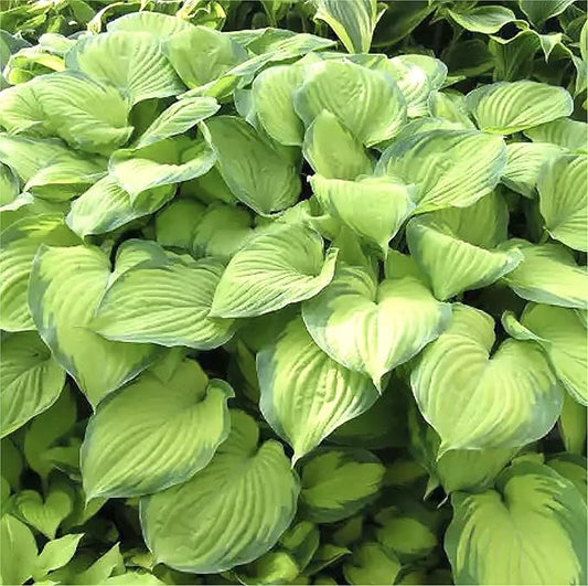 Gold Standard Hosta - Shade Plant 24" Tall