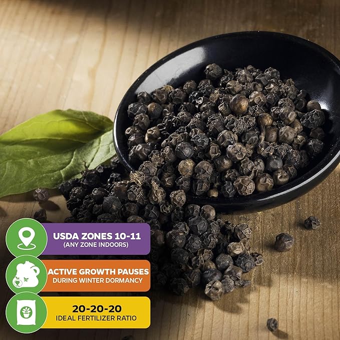 Black Pepper - Piper nigrum - Wellspring Gardens Starter Plant, Live Peppercorn Tree, Herb for Indoor/Outdoor Growing, Dwarf Fruit Plant, Variety for Cooking and Spices (2-Pack)