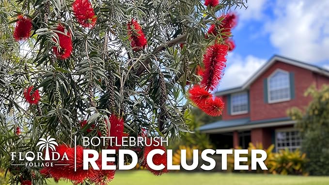 Bottlebrush Red Cluster | 1 Extra Large 3 Gallon Plant | Callistemon | Drought Tolerant Shrub, Evergreen Foliage, Vibrant Red Blooms, Low Maintenance Plant, Attracts Hummingbirds, Landscaping