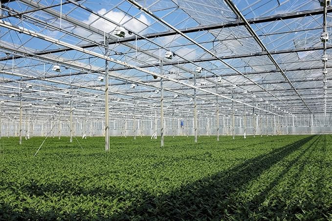 Winter Gem Boxwood - 15 Live Plants - Low Maintenance Formal Evergreen Hedge