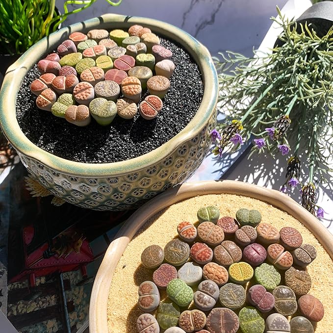 Lithops Random Mix Rare Live Succulent Plants, 30/50/100 Pcs Succulent Live Plant, Bare Root Without Pot Soil, Garden Indoor Office, Friend Plant Lovers Gifts (Large 50pcs)