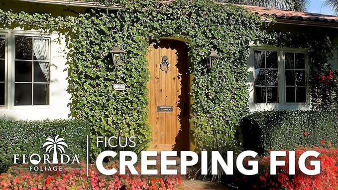 Creeping Fig Vine | 20 Live Plants | Ficus Pumila | Fast-Growing Ground Cover | Evergreen Climbing Vine for Walls & Trellises