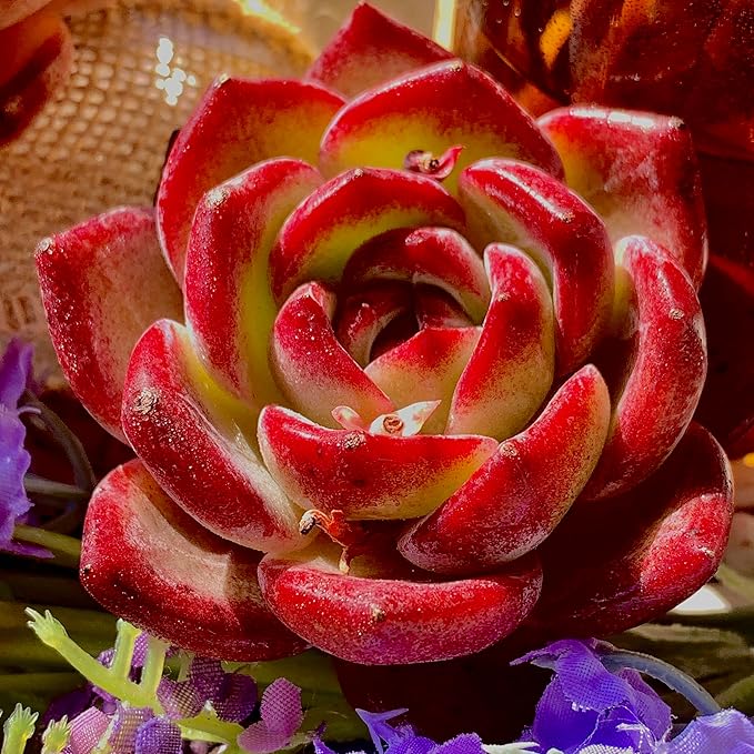 Succulent Plants Live Echeveria Lovebird – Colorful Succulent, Easy Care Bare Root Live Plant for Indoor Outdoor Home, Garden & Gifts