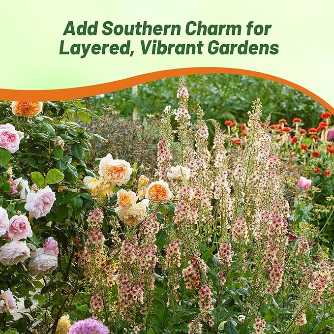 Outsidepride Southern Charm Mullein Seeds for Planting - 30 Pcs Self-Seeding, Perennial Heirloom Seeds for Planting Flowers, for Cut Flower Arrangements, Xeriscaping, Rock Gardens & Containers