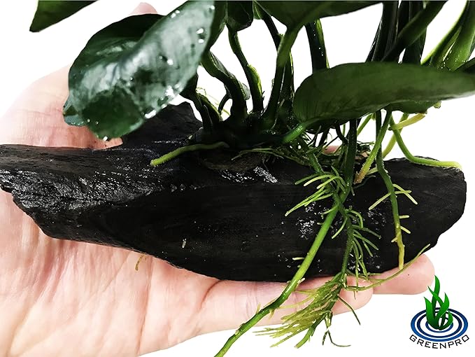 Greenpro (Anubias Barteri Butterfly) Anubias, Java Fern, Moss and More! Freshwater Live Aquarium Plants on Driftwood for Aquatic Tropical Fish Tank Decorations - Easy to Drop