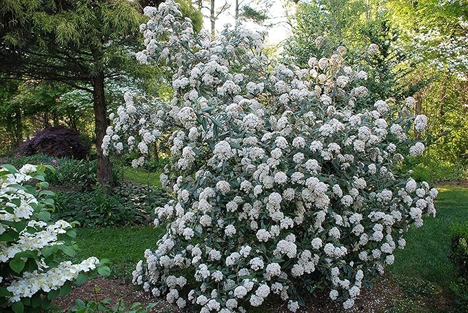 Pragense Viburnum - Live Plant Shipped 2 to 3 Feet Tall by DAS Farms (No California)