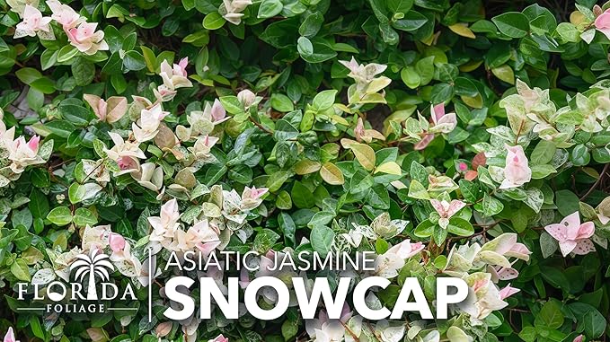 Asiatic Jasmine 'Snowcap' | 2 Large Gallon Size Plants | Trachelospermum Asiaticum Snowcap | Variegated Ground Cover Plants | Drought Tolerant Landscaping Vines