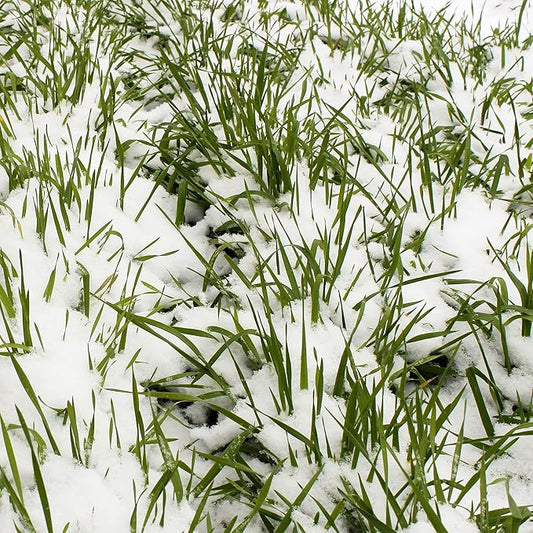 Winter Cereal Rye - 1 LB ~8,000 Seeds - Non-GMO, Open Pollinated - Farm & Garden Cold Weather Cover Crop & Erosion Control.