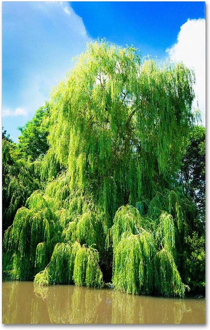 2 Bright Green Weeping Willow Cuttings, Grow 2 Trees - Wisconsin Weeping Willow Root Stock -