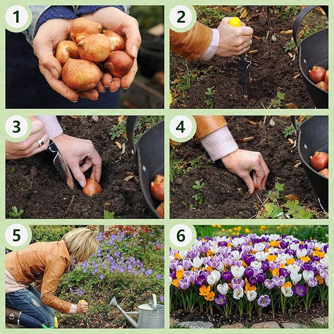Giant Crocus Bulb Mix, 100 Exclusive Flower Bulbs, Mix of 5 Varieties from Holland, Real Hardy and Perennial Crocus tubers/Flowers (no Seeds) for Garden, pots and Balcony