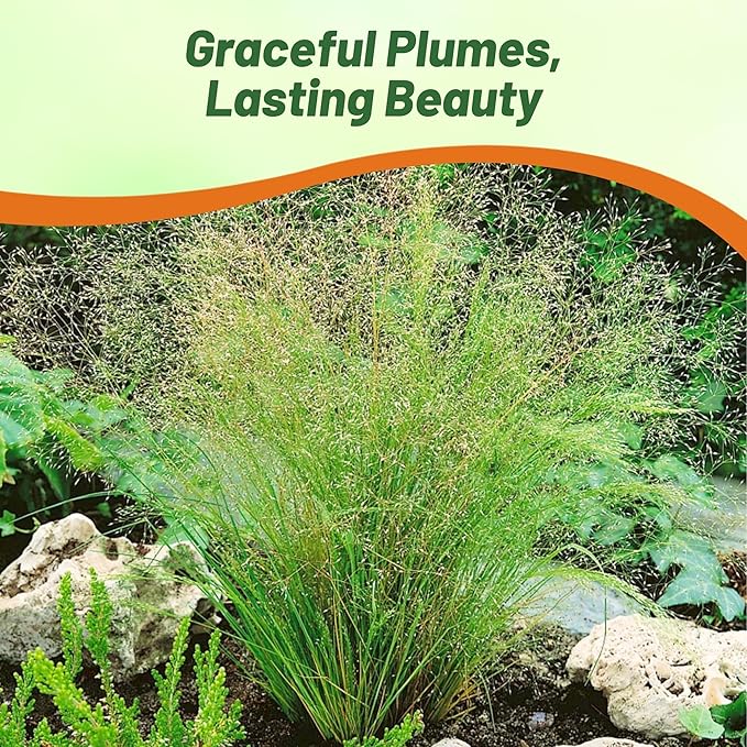 Outsidepride Agrostis Nebulosus Cloud Grass Seeds - 5000 Pcs Annual Versatile & Adaptable Ornamental Grass with Airy White Seed-Heads for Low Maintenance Xeriscaping & Borders