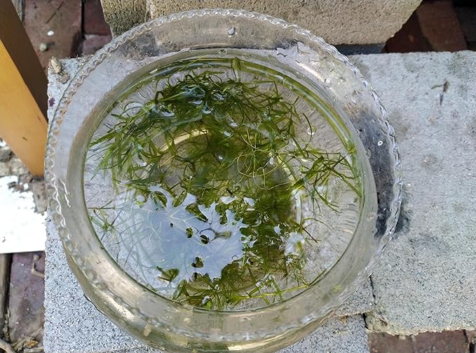 1 Cup of Live Guppy Grass Plus 1 Bunch of Hornwort Aquarium Plants, Freshwater Submerged Plants for Fish Tank