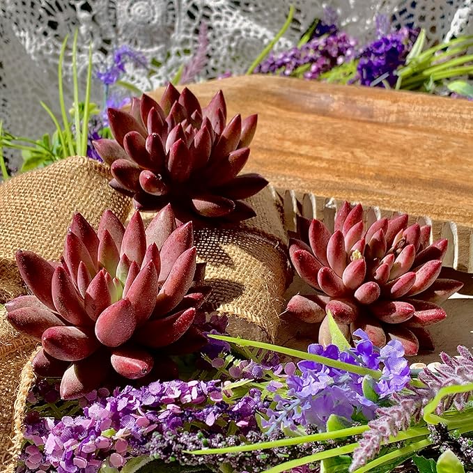 Live Echeveria ‘Cherry’ Succulent – Rare Bare Root Succulent Plant, Easy to Grow Indoor Houseplant, Home Décor & Gift Idea
