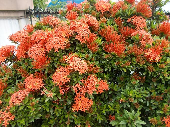 Ixora Dwarf Carmen | 20 Live Plants | Ixora Coccinea 'Dwarf' | Flowering Shrub | Tropical Garden Plants