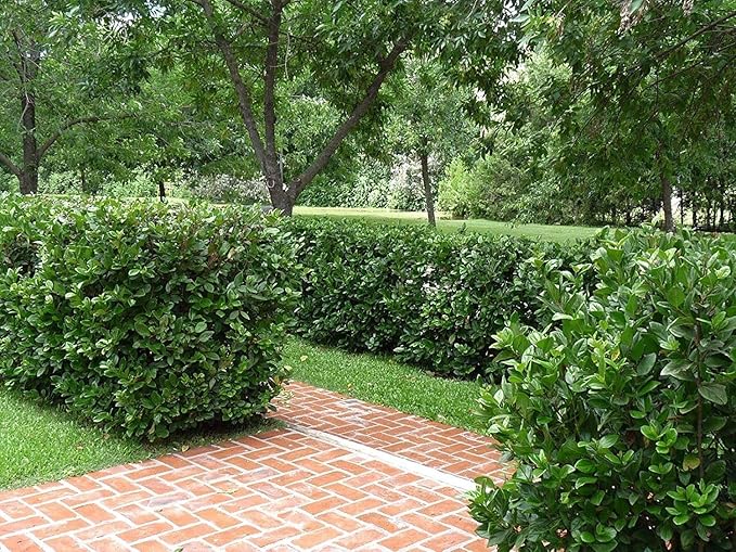 Viburnum Suspensum - 30 Live Plants - Evergreen Privacy Hedge