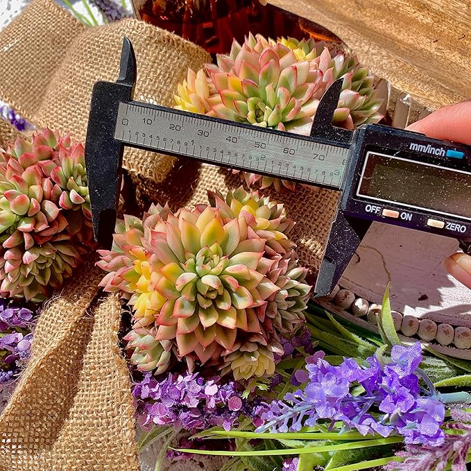 Echeveria Mebina Variegata Succulent Plants Live – Rare Variegated Succulent, Easy Care Bare Root Plant for Indoor Outdoor Home Decor